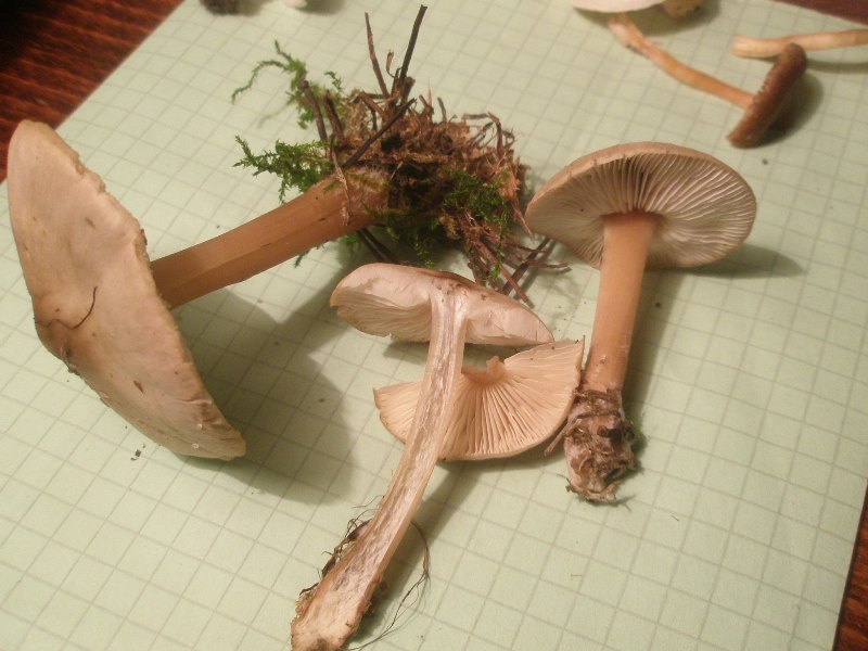collybia_butyracea.jpg
