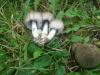 coprinus_atromentarius_1_t1.jpg