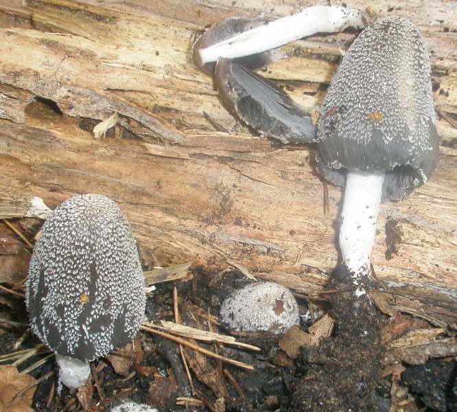 coprinus_cinereus_1.jpg