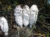 coprinus_comatus_1_t1.jpg