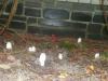 coprinus_comatus_2_t1.jpg