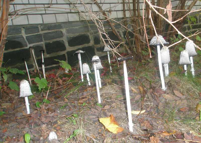 coprinus_comatus_3.jpg