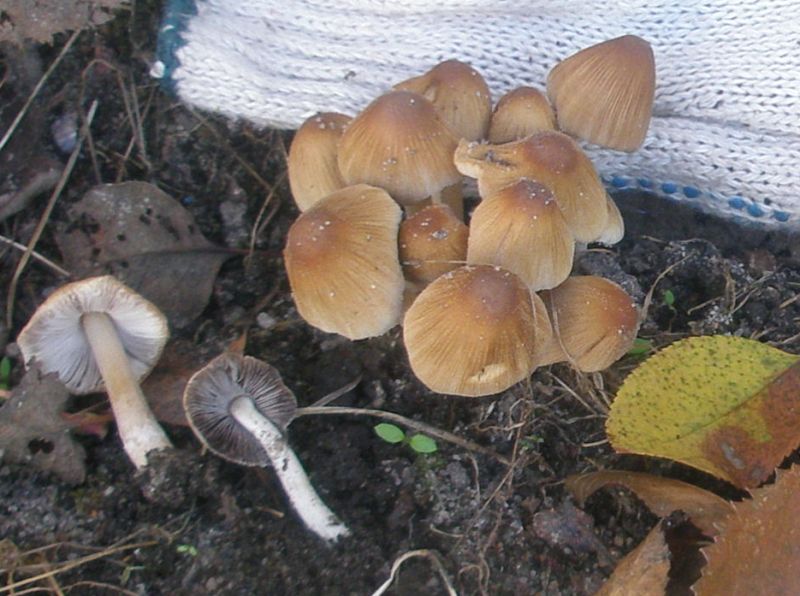 coprinus_micaceus_2.jpg