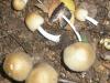 coprinus_miccaceus_1_t1.jpg