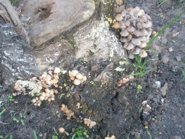 coprinus_sp_1.jpg