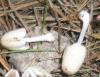 coprinus_sp_15_t1.jpg