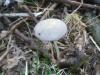 coprinus_sp_2_t1.jpg