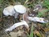 cortinarius_alboviolaceus_1_t1.jpg