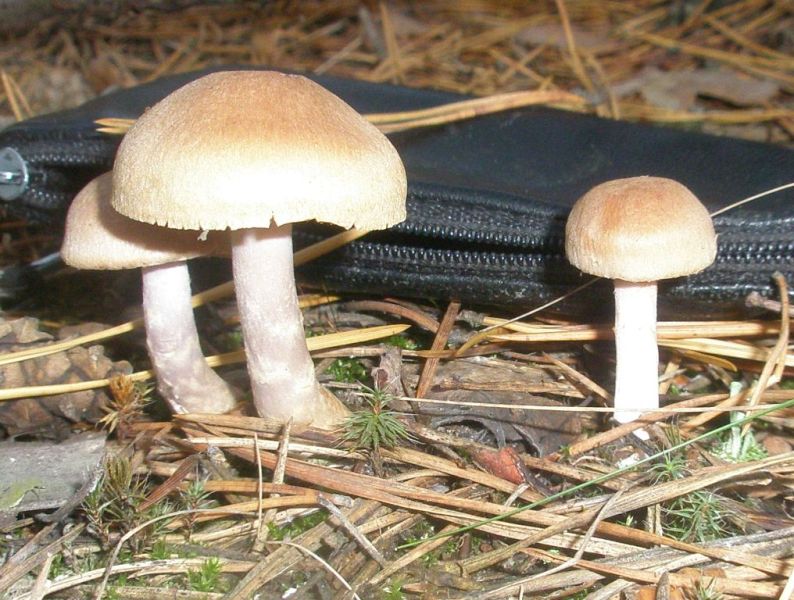 cortinarius_anomalus_1.jpg