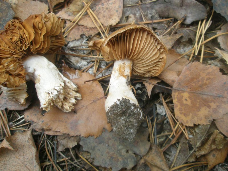 cortinarius_anomalus_3.jpg