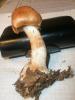 cortinarius_armilatus_2_t1.jpg