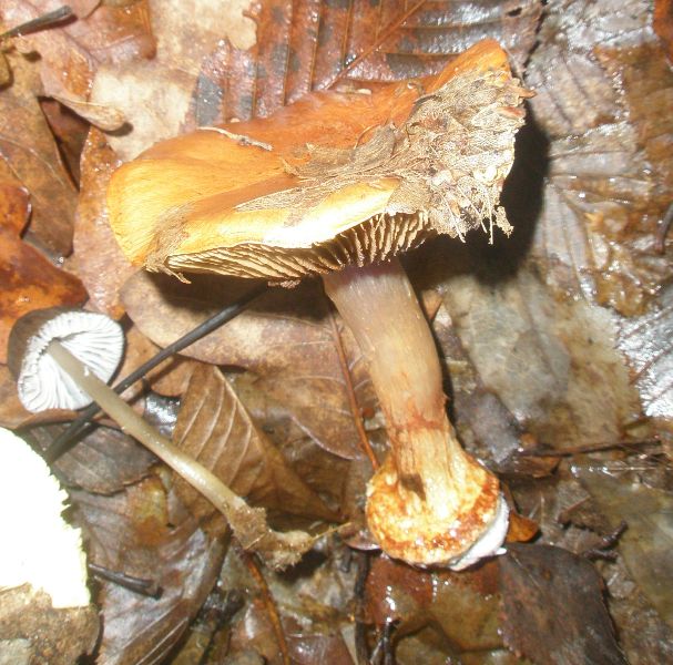 cortinarius_calichrous_1.jpg