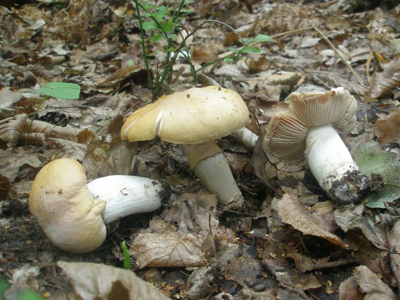 cortinarius_caperatus_2.jpg