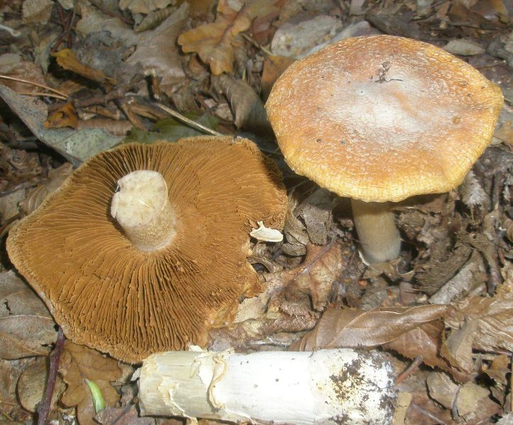 cortinarius_caperatus_3.jpg