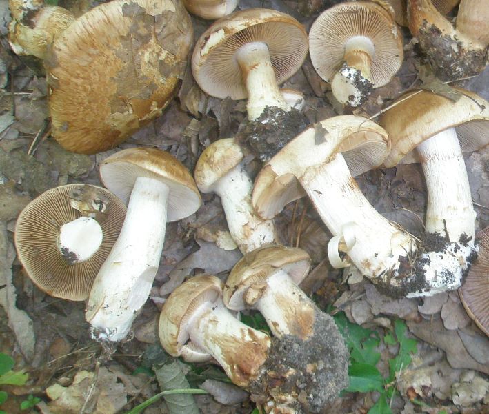 cortinarius_multiformis_1.jpg