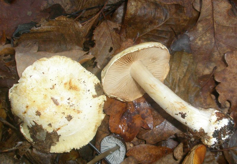 cortinarius_multiformis_1_1.jpg