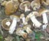 cortinarius_multiformis_1_t1.jpg