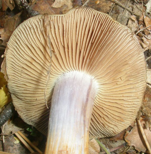 cortinarius_prasinus_3.jpg