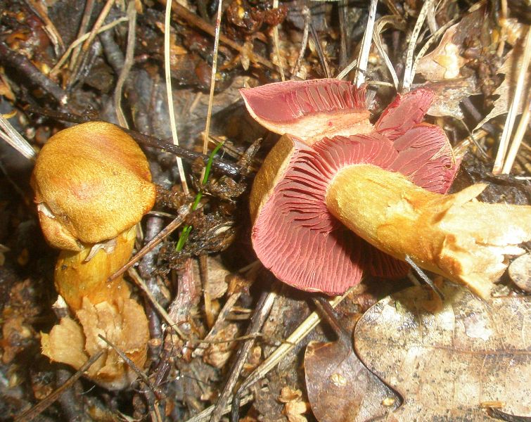 cortinarius_semisanguineus_1.jpg