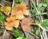 cortinarius_semisanguineus_2_t1.jpg