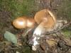 cortinarius_sp_11_t1.jpg
