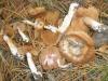 cortinarius_sp_1_t1_1.jpg