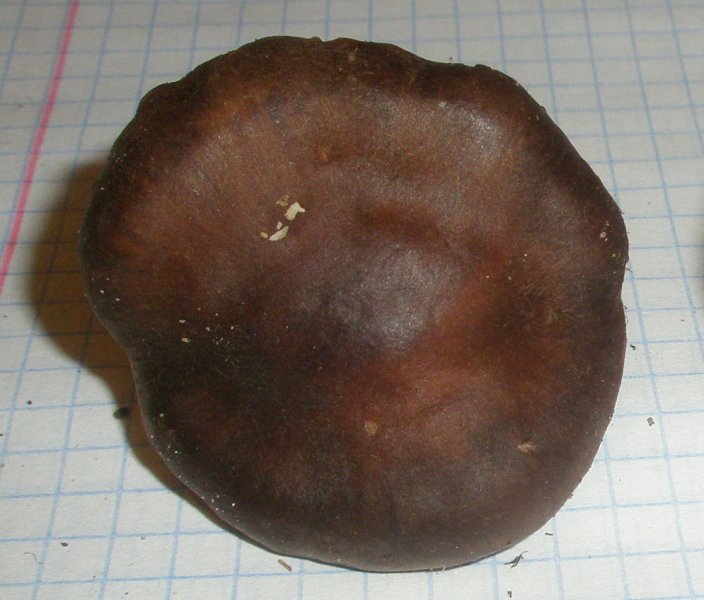 cortinarius_sp_2.jpg