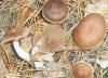 cortinarius_sp_2_t1_1.jpg
