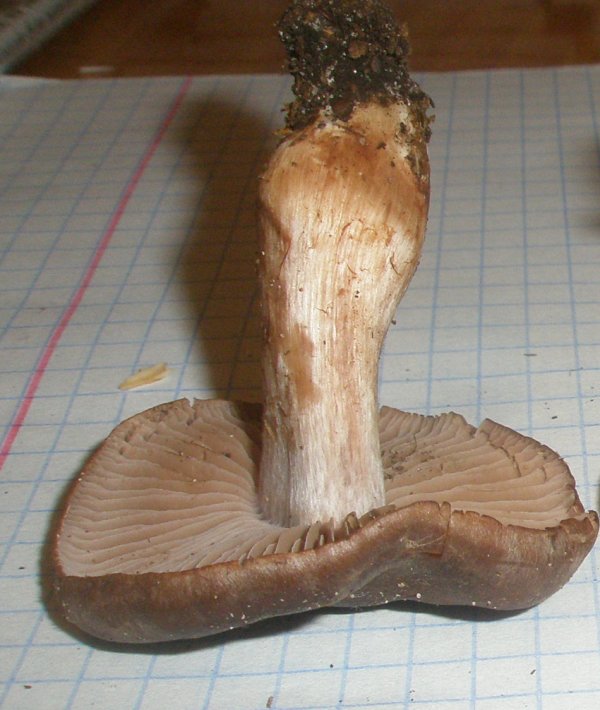 cortinarius_sp_2a.jpg