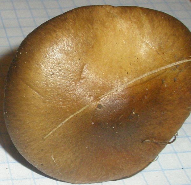 cortinarius_sp_3.jpg
