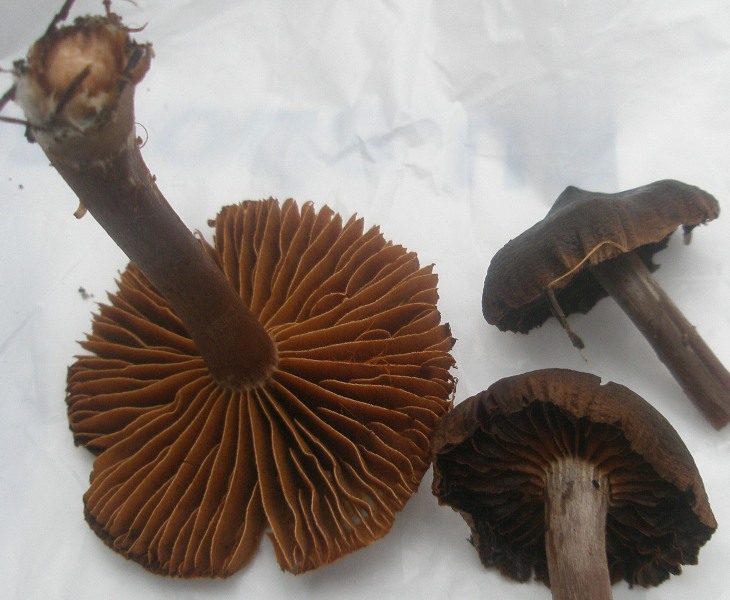 cortinarius_sp_4.jpg