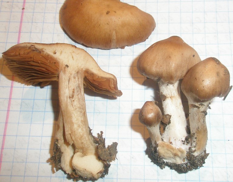 cortinarius_sp_5a.jpg