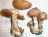 cortinarius_sp_5a_t1.jpg