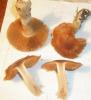 cortinarius_turmalis_1_t1.jpg