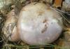 cortinarius_variecolor_12_t1.jpg