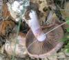 cortinarius_variecolor_13_t1.jpg