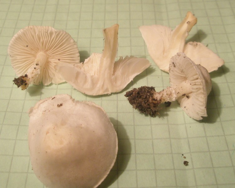 cystoderma_ambrosia.jpg
