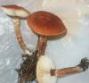 cystoderma_cinnabarinum_1_t1.jpg