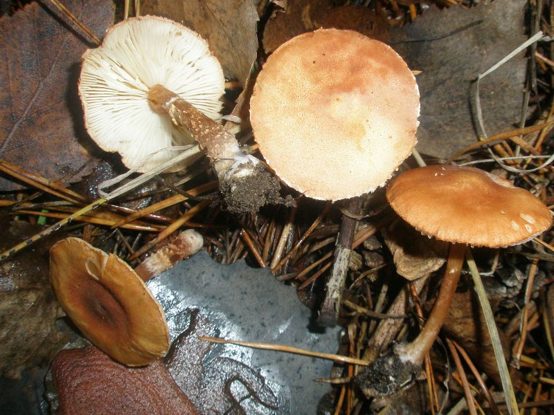 cystoderma_cinnabarinum_2.jpg