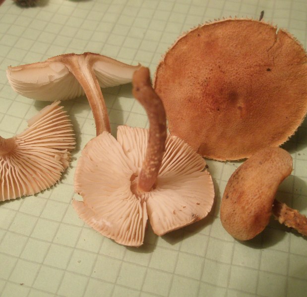 cystoderma_granulosum.jpg