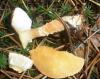 cystoderma_sp_1_t1.jpg
