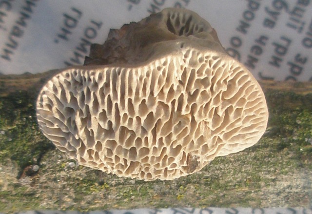 daedalea_sp_1.jpg