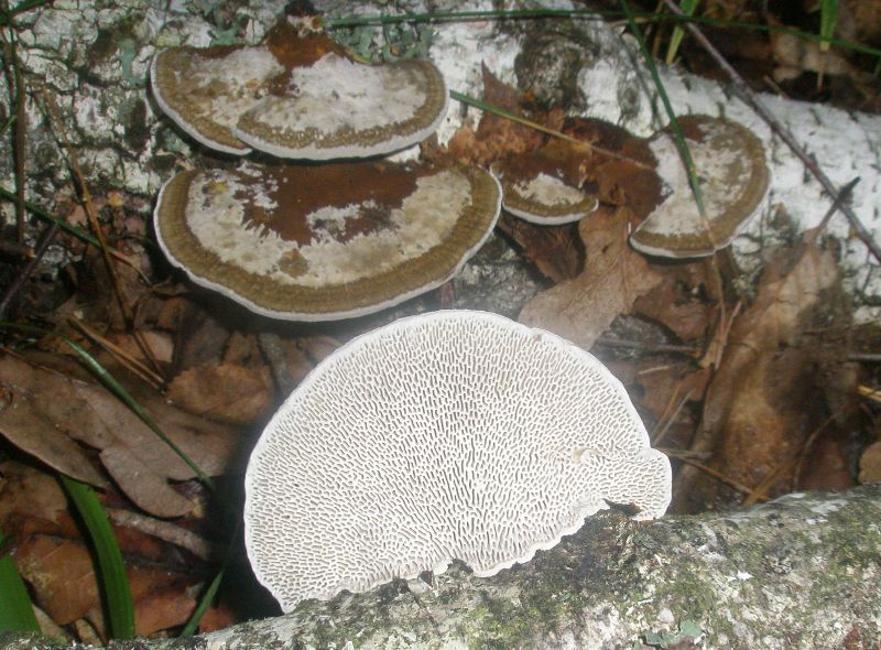 daedaleopsis_sp_confragosa_1.jpg