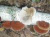 daedaleopsis_tricolor_1_t1.jpg