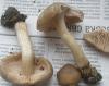 entoloma_clypeatum_3_t1.jpg