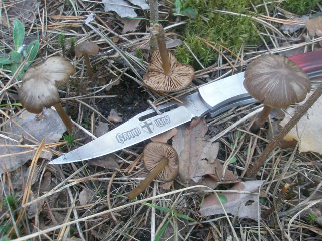 entoloma_hirtipes_2.jpg