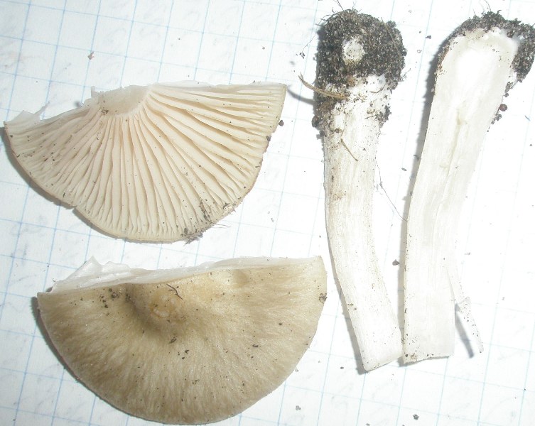 entoloma_sp_2.jpg
