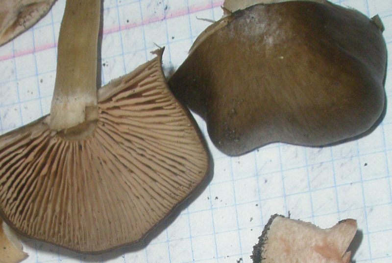 entoloma_sp_3.jpg