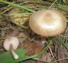 entoloma_sp_4_t1.jpg