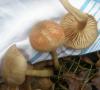 entoloma_sp_t1.jpg